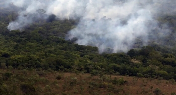 Ibama cria plataforma para acompanhar recuperação ambiental